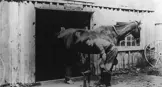 A black and white photo of a farrier blacksmith shoeing a horse outside of his workshop.
